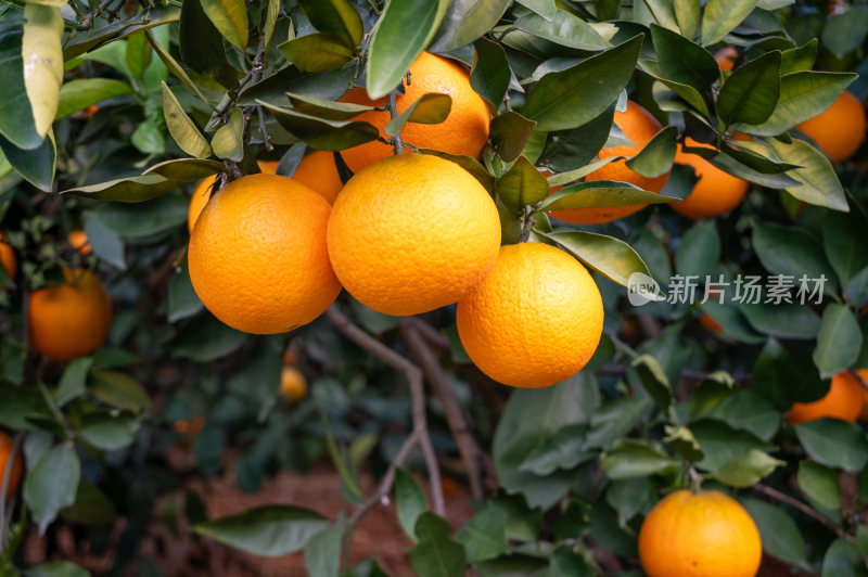 成熟的橙子挂满枝头