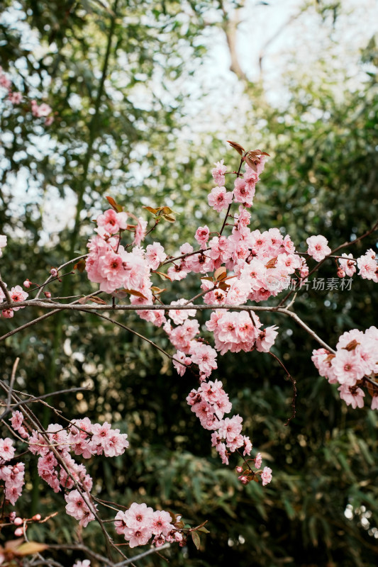 北京玉渊潭公园樱花节樱花