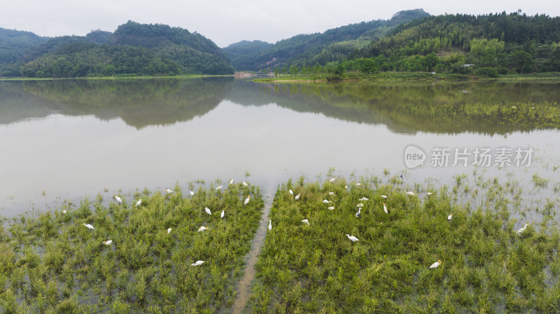 福建泰宁大金湖白鹭湾湿地白鹭