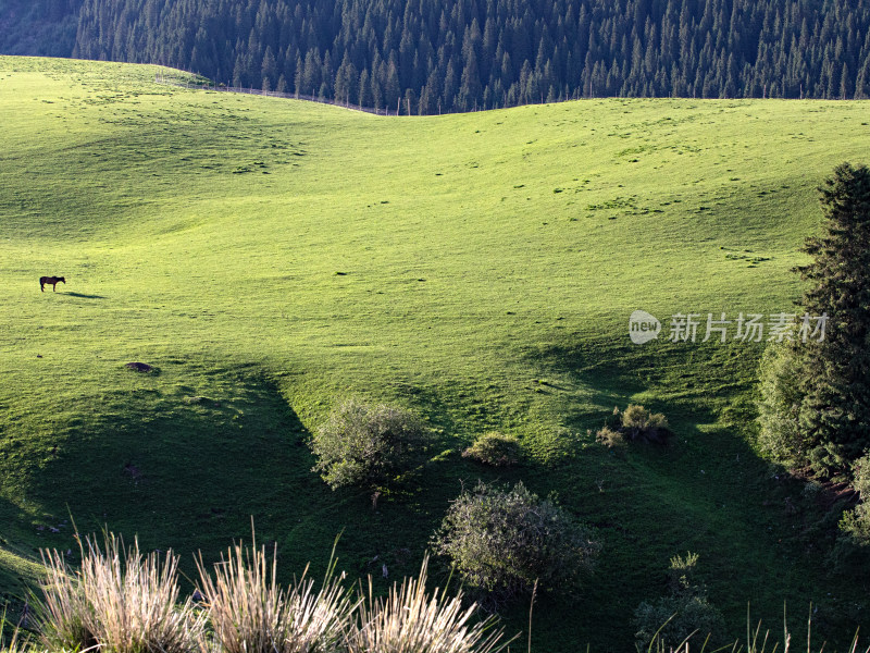 早晨的大草原上，马匹正在吃草的自然风景