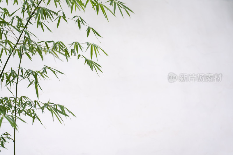 白墙前的绿色竹枝竹叶背景中国风简洁留白