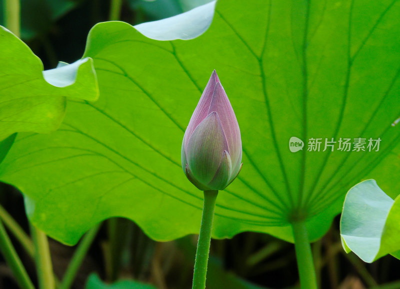 杭州西湖景观