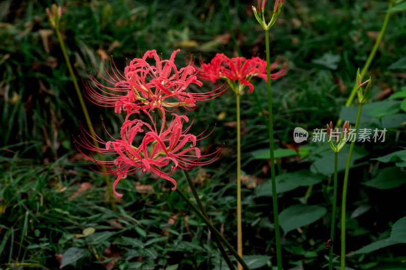 草丛中，盛开的彼岸花特写