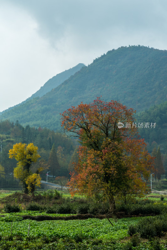 安徽黟县卢村