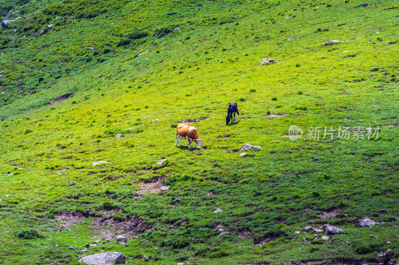 夏季蓝天白云绿色高山草甸牧场牛吃草