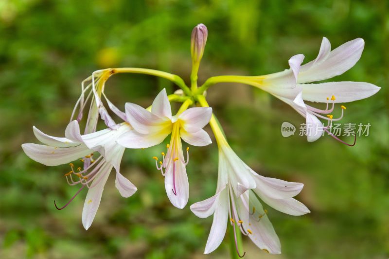 美丽的花