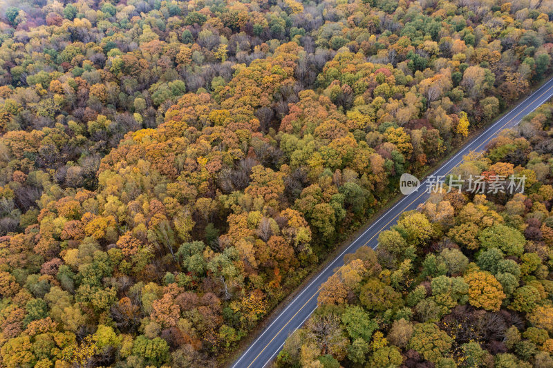 秋季森林与道路