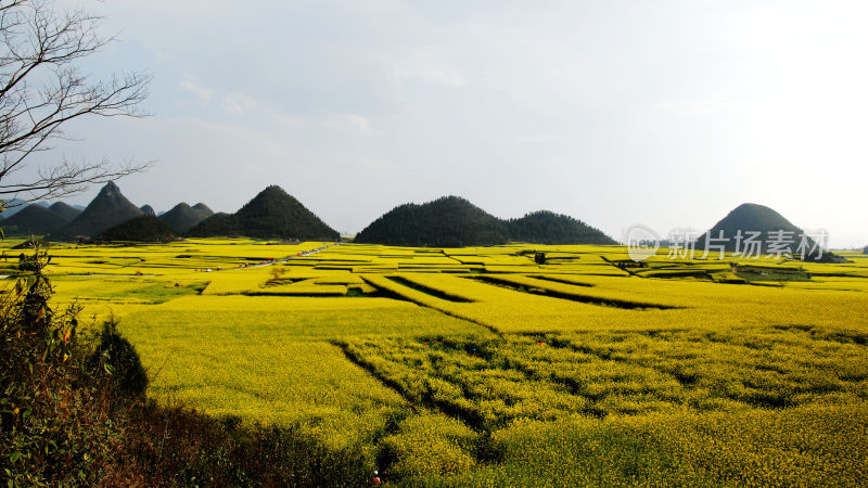 油菜花海