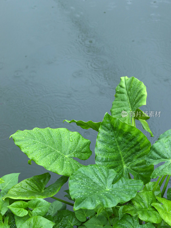 下雨天的湖面和湖面上的绿色树叶叶子