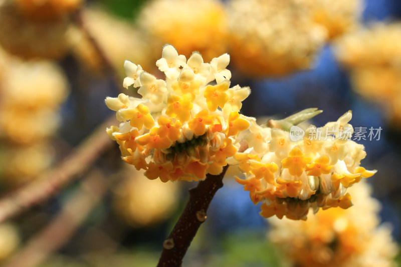 完全绽放的结香花实拍