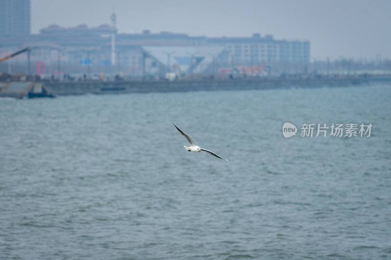 一只海鸥在阴天的海面上飞行，背景有港口