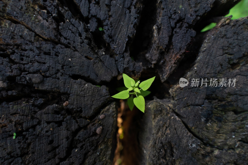 木桩上的小草野草