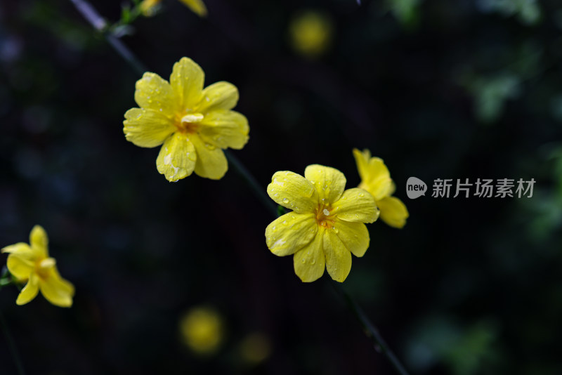 迎春花 春天 小黄花