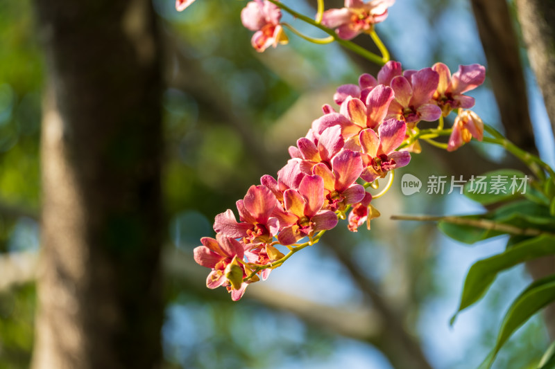 粉红石斛兰花串