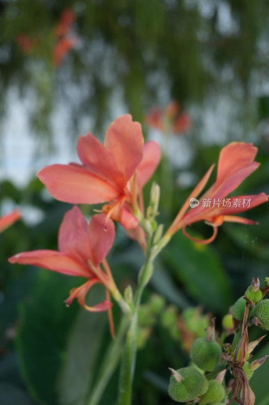 顺峰山公园蕉芋花