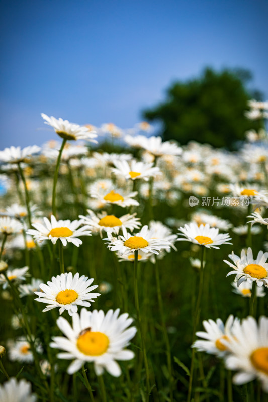 小雏菊花海特写