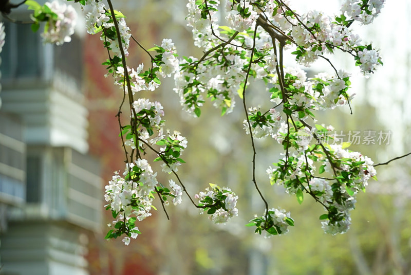 春日盛开的花枝，绿意白花尽显生机