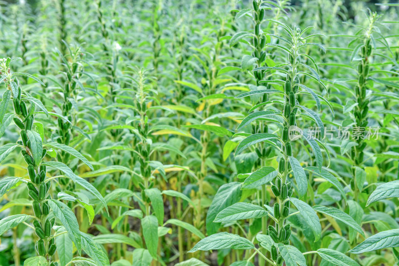 生长中的芝麻，芝麻种植