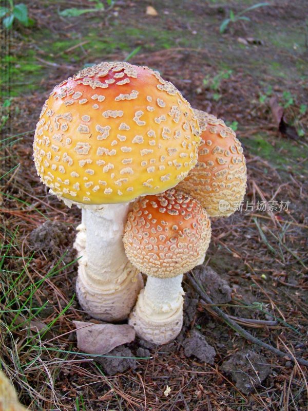 野生菌野生菌蘑菇生长环境菌类山菌