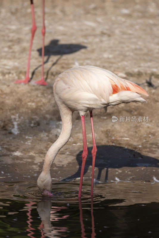 广州长隆野生动物园里的大红鹳火烈鸟
