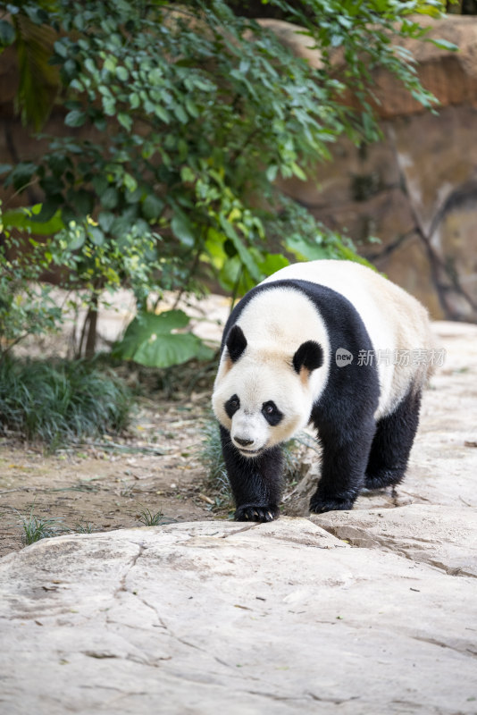 广东长隆野生动物园里的大熊猫