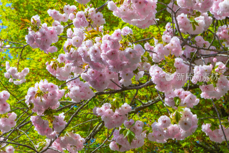 樱花盛开