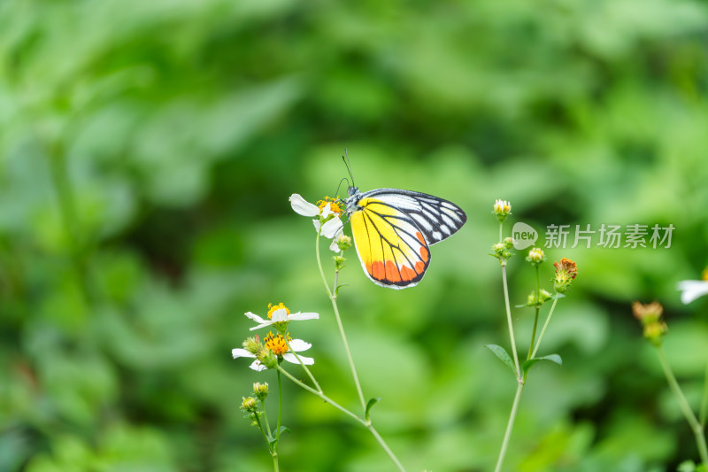 彩蝶停留在白色小花上