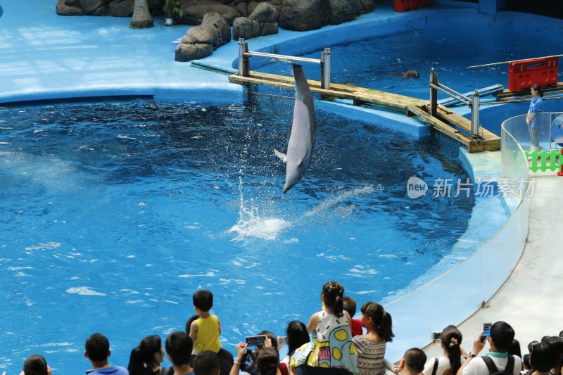 海洋馆表演的海豚