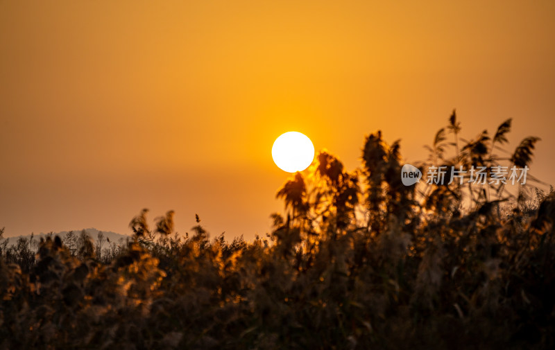 日落时分远山与植物景观