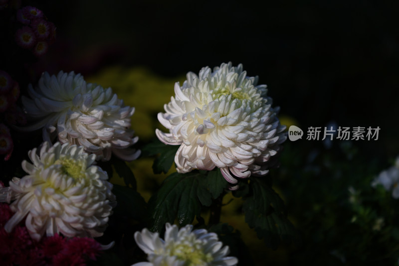 杭州植物园菊花展盛开的白色菊花特写