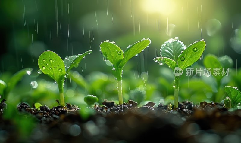 小雨嫩芽雨露滋润幼苗春天清新水滴背景