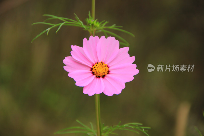 户外的鲜花野花