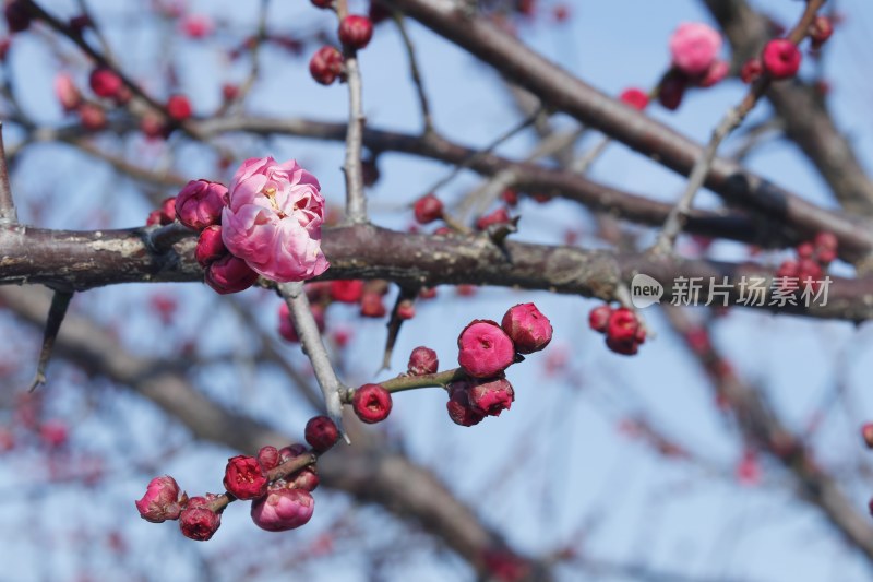 梅花 腊梅 红梅花