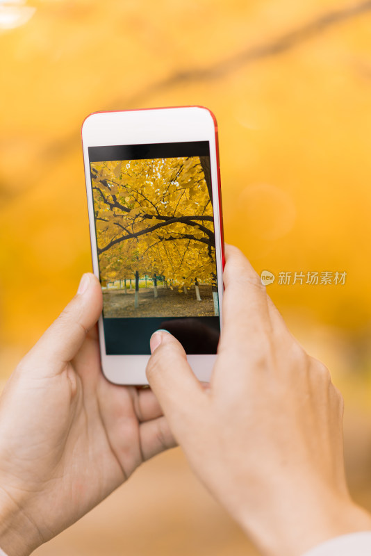 秋天在银杏树林中使用手机拍摄的手部特写