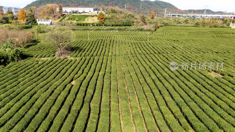 绿茶、茶园