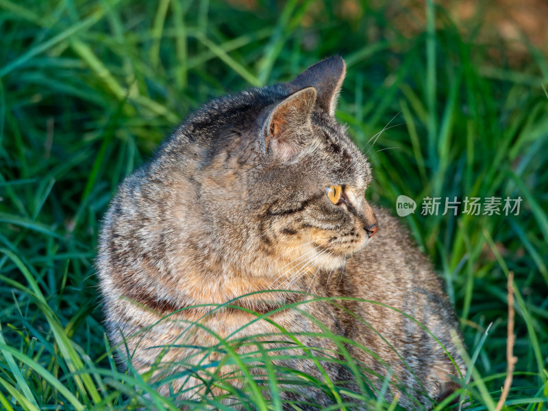 草丛中狸花猫