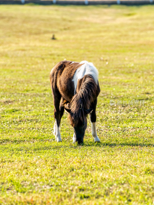 草地上吃草的马儿