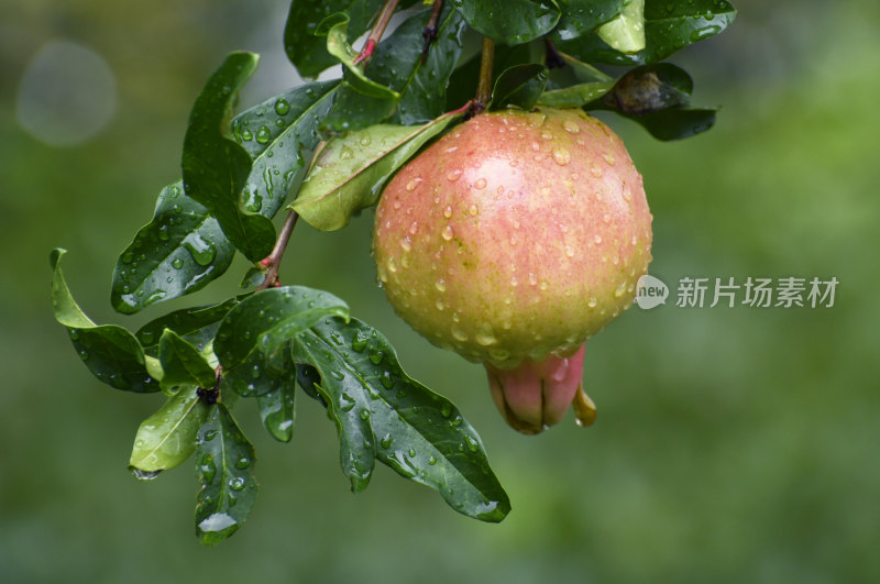 山东枣庄冠世榴园挂满雨珠的石榴果实