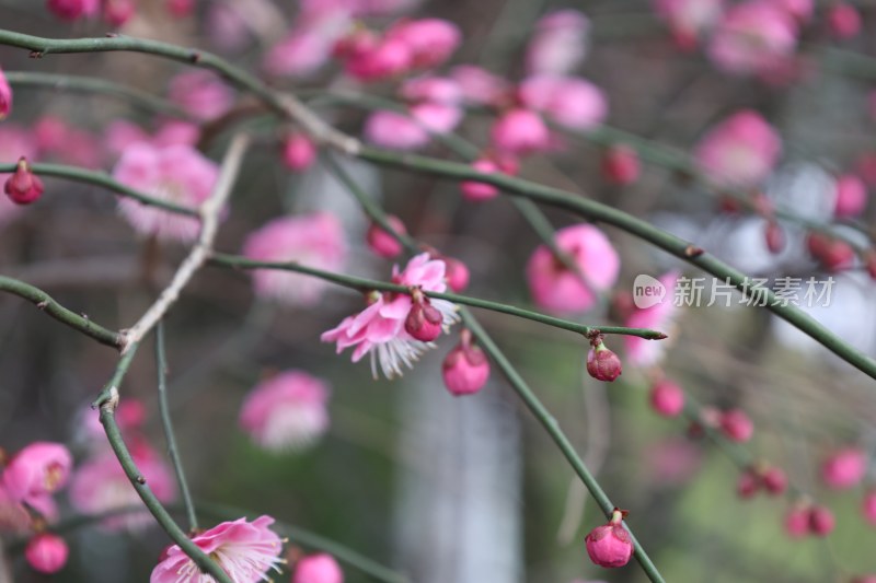 粉色梅花特写