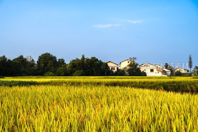 蓝天白云阳光下桂林乡村的房屋和金色的稻田