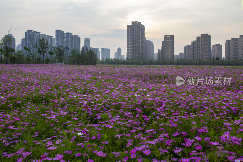 城市建筑花海日出