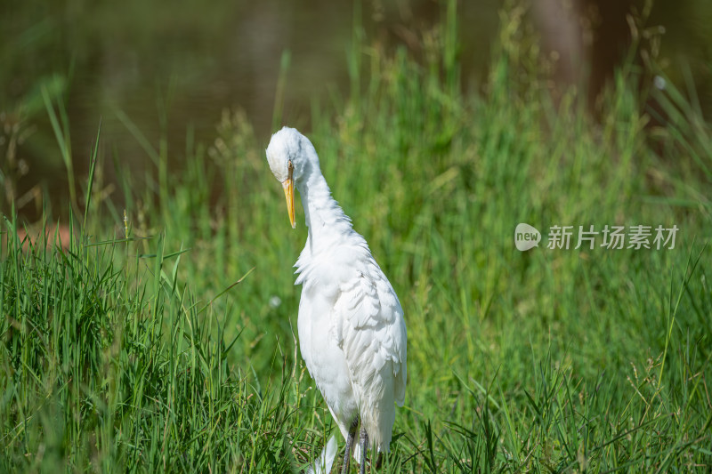 栖息在湿地公园的牛背鹭