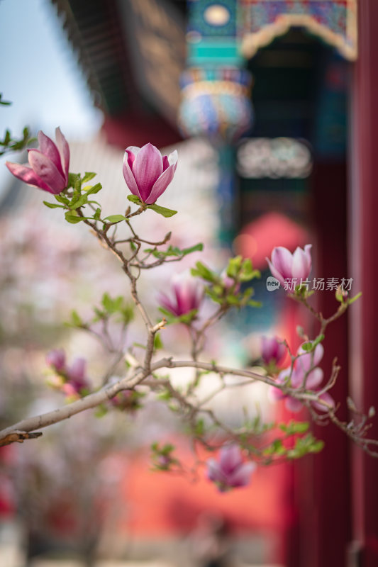 中式庭院里的玉兰花开特写