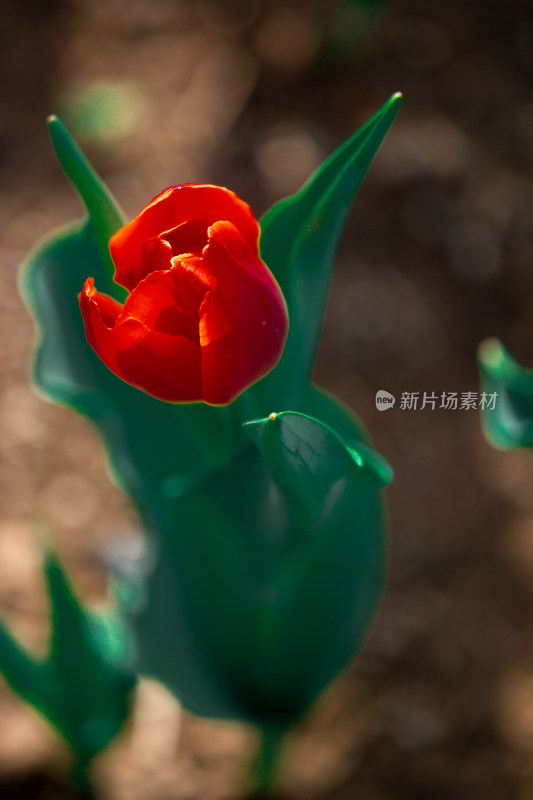 春天的花朵