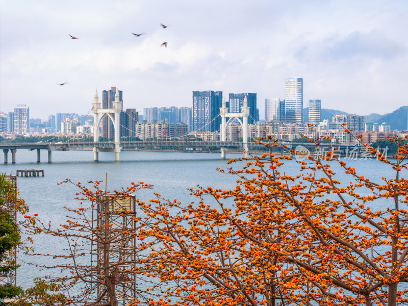 珠海市白石桥木棉花春景航拍