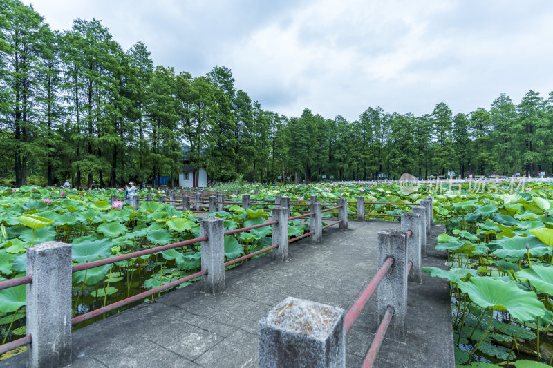 武汉东湖磨山景区盆景园