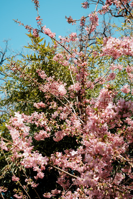 北京玉渊潭公园樱花节樱花树樱花