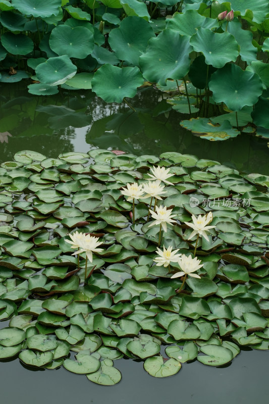 北京国家植物园睡莲