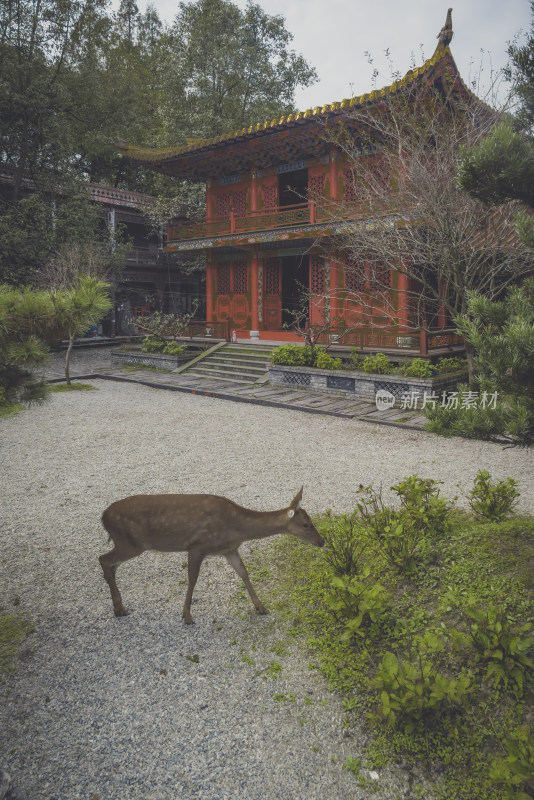 成都三圣寺与梅花鹿