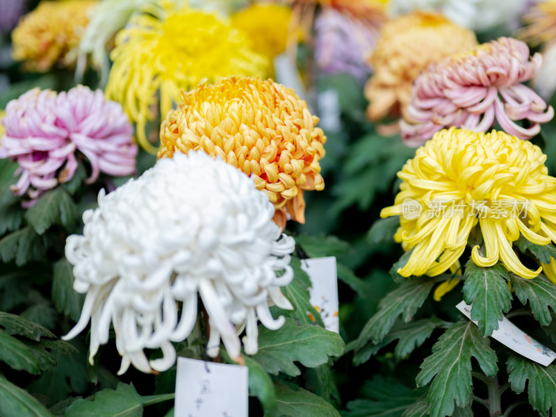 户外秋日菊花特写